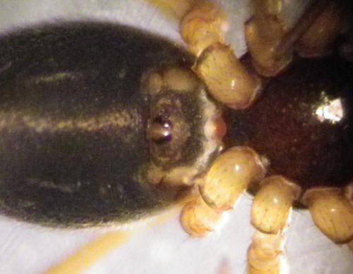 Réf. 273 699 : Oedothorax sp.